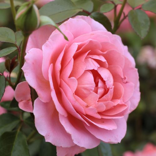 Roz somon - Trandafir copac cu trunchi înalt - cu flori în buchet - coroană tufiș